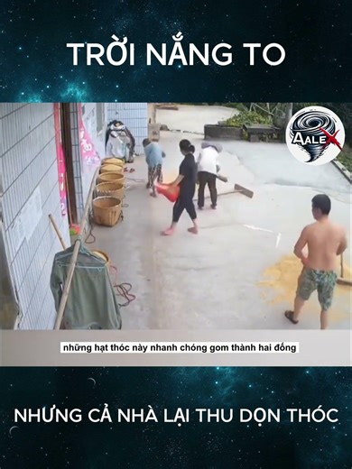 Trời đang nắng to nhưng cả nhà lại thu dọn thóc #shorts #shortvideo #review