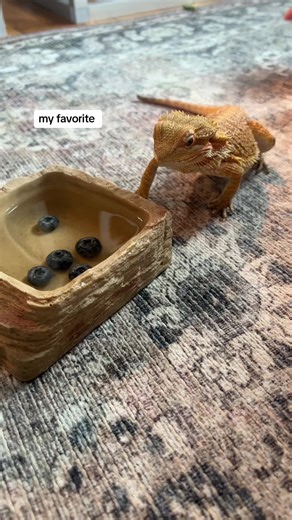 Bearded Dragons: My Favorite Moments with Beardies