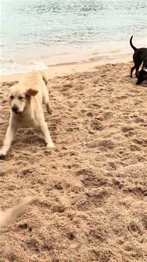 Next morning after camping overnight with a beagle, a retriever, two mongrels