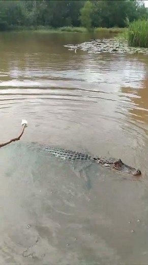 Experiencing Alligator Snack Attack, Louisiana Swamp from Chris T. 🐊