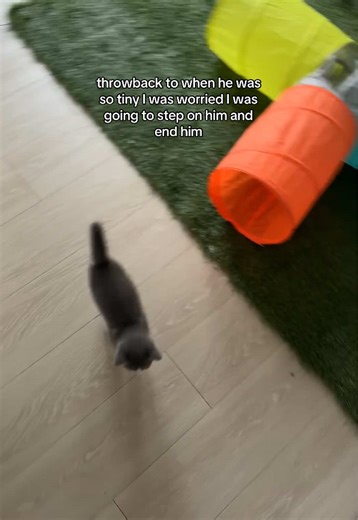 Scraggly little thing #cats | cats