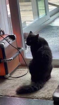 If looks could k(i)ll. Rescued black tom meets rescued tuxedo. #catshorts #tuxedocat #cat #blackcat