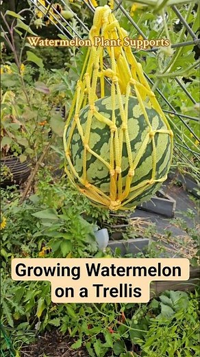Growing watermelons vertically on a trellis with plant supports