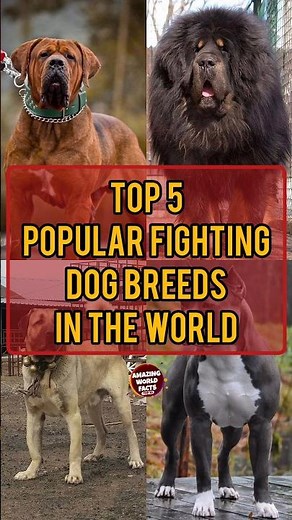 TOP 5 Popular Fighting Dog Breeds In The World | Amazing World Facts
