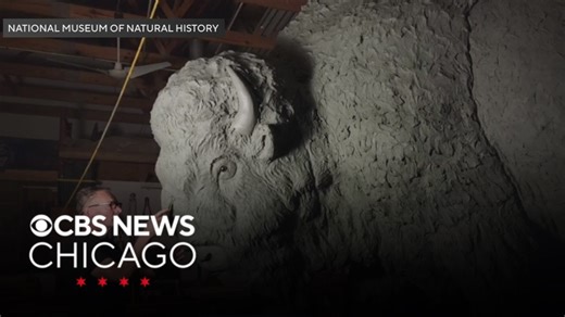 3 bronze bison statues will be on display at Field Museum on Monday