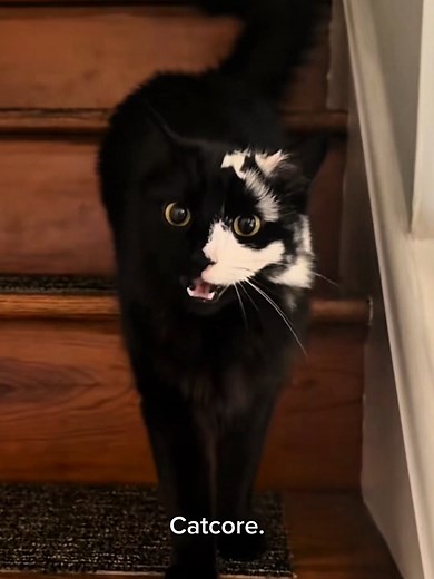 Top 15 Cats imitating people 🤣🤣 #catsoftiktok #cats #funnycat #fyp #cutecat
