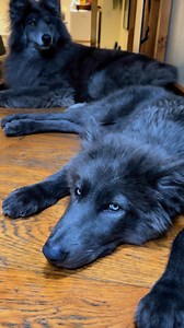 4.7M views · 249K reactions | Two Blue Wolves are better than one  Ocean and River are a team. Thankyou to everyone who helped this happen. River has fallen perfectly into his new pack. 拾 #mybluewolf #bluewolf #bluewolfdog #fenrir #wolf #wolves #wolfpuppy #bluedog #blue #blueeyes #wolfeyes #fantasycreatures #MythicalCreatures | Anneka Svenska | Facebook