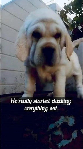 "Unbelievable Quality! Affordable Golden Labrador Puppies for Sale – You Won't Believe the Price!"