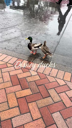 To be a Disney duck 🥹 #disney #disneyparks #disneyland | disneyland
