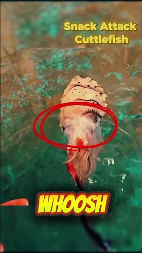 Sneaky Cuttlefish Grabs Its Meal