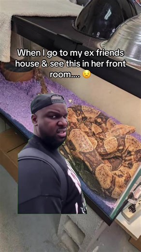 Reptile Keeping: When Friends and Pets Clash