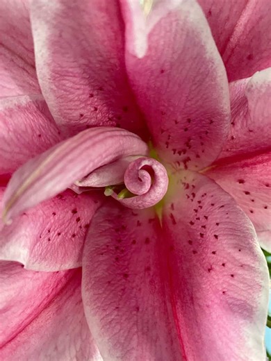 Spring Mood Board: Capturing the Essence of Yearning