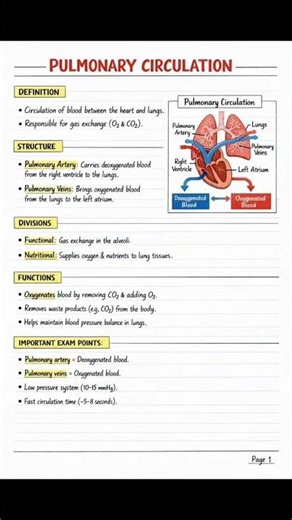 Pulmonary Circulation in 60 Seconds | Medical Shorts #medicaleducation #anatomy #nursingstudents