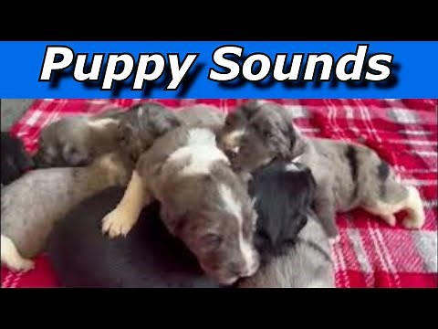 Puppy Sounds ~ Sounds Dogs Love ~