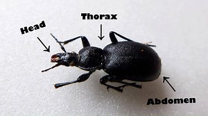 1.3K views · 19 shares | Did you know that insects make up 80% of the known species on Earth? This National Insect Week we spoke to SRUC's Dr Lorna Cole in the video below about why insects are so important for biodiversity, and how you can identify one yourself! | SRUC | Facebook