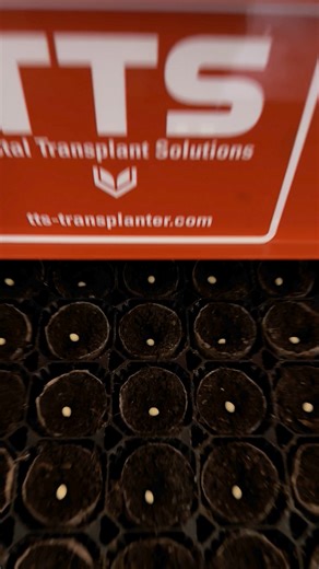 Pre seeded plugs from TTS | TTS Transplanter
