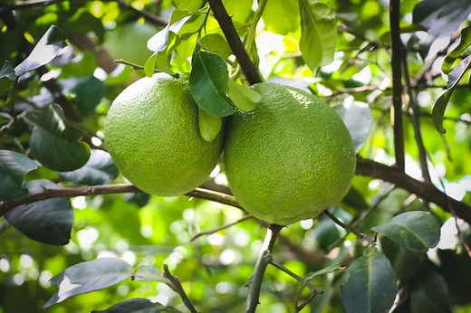 How To Tell If A Pomelo Is Ripe (Brief Guide) - Miss Vickie