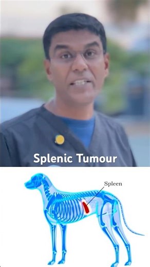 Splenic Tumour? on a GSD dog ‪@lykapetclinic‬