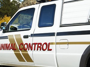 Ex-Wallingford Animal Control Officer Accused Of Mistreating Animals At Shelter: Report