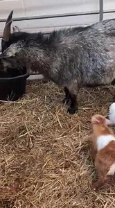 🐐 You've Goat to be Kidding!! 🐐 We have Babies!!! 🎉 Say Hello to our newest arrivals! The first pygmy goat babies born on the farm this year and not from the mummy goat we thought was going to birth first! But From the Beautiful Glitter instead! Glitter is a fantastic mother and once again she had birthed two absolutely stunning little babies 😊 We couldn't be happier! Be sure to pop into the farm and meet our new arrivals for yourselves! Opening Times. Monday : 9.30am - 4.00pm Tuesday : CLOS