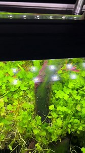 👍Zero black beard algae treatment. #plants #aquarium | Trip Aquarium