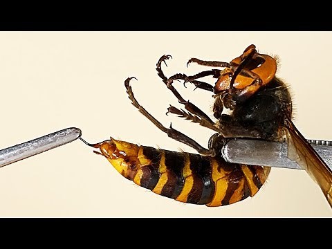 Stinger of Asian giant hornet