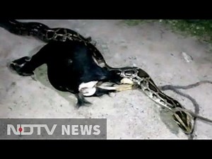 20-foot python 'rescued' after trying to swallow a goat in West Bengal