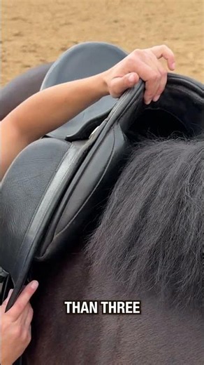 Assess saddle fit with your english saddle #horse #horses