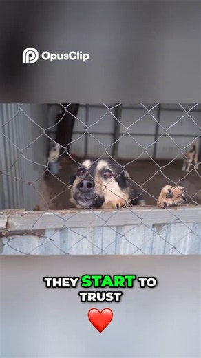 This is why it`s best to adopt a rescue dog #dogadoption