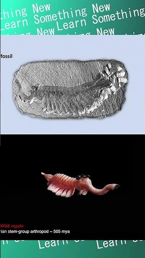 Opabinia: The Five-Eyed Wonder
