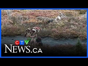 MNR seek tips after moose shot, dumped near Sault Ste. Marie