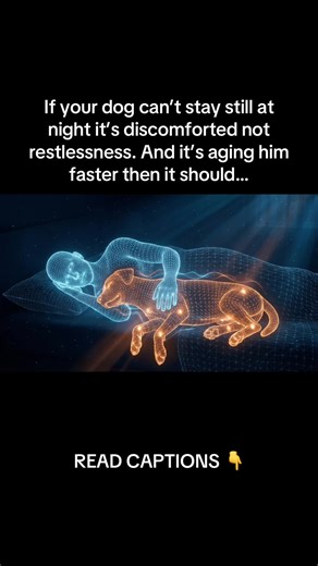 This is why I let my dog sleep in the bed 🥹 When they feel good, they press against you. That contact calms their nervous system and puts them into deep, healing sleep… Comment “TAILY” for the full list a free extra secret 👇 1️⃣ Stop feeding right before bed. Most owners do this. It’s wrong. Food sitting in the gut causes bloating and discomfort that peaks at night. Feed 3 hours before bed so digestion is done before they lay down. 2️⃣ Skip the calming treats. They don’t fix the problem. Restl