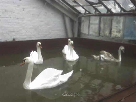 Exploring 1890s Belle Époque Aesthetics in Beauty and Music