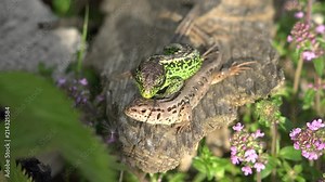Lizards reproduction in the wild, male court female before copulation