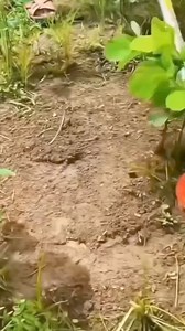 153K views · 850 reactions | Un outil qui va aider plus d'un | Dakora | Facebook