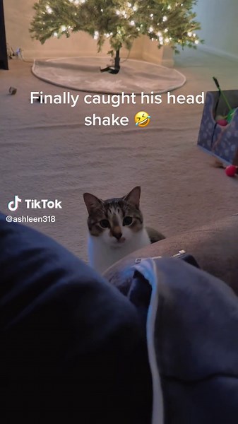#TikTokHolidays #cats #catsoftiktok #sillykitty #adoptdontshop #rescuecat #catsvideo #catslover