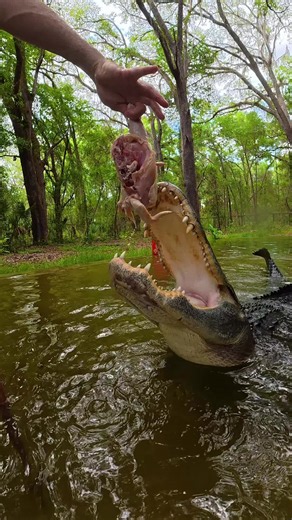 ~~~Our rescue gators are wild caught nuisance gators that would’ve otherwise been destroyed. The state of Florida destroys 8,000 “nuisance” gators annually, but we don’t have a nuisance gators problem but rather a nuisance HUMAN problem. 1k people a day move to FL, unsustainably developing the land, and a lot of ignorant people making a nuisance out of themselves. NEVER feed a wild gator, never have kids or pets near the water, and never swim in gator habitat! And of course, never attempt anythi