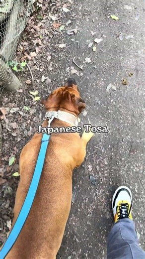 Pick Your Letter, Pick Your Dog | G–L