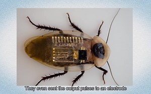 可以控制蟑螂腿部运动的人造神经 Science Magazine: Synthetic nerve can sense Braille, move cockro