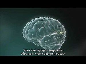 Experiences Build Brain Architecture (Bulgarian)