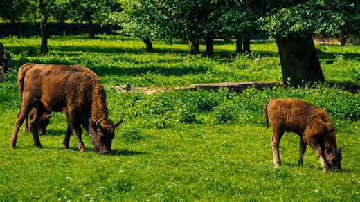 Bison grazing in green meadow