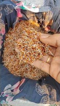 sprouted ragi powder|| #shorts #sprouted ragi #viral #trending #sprouting for ragi #ragi java