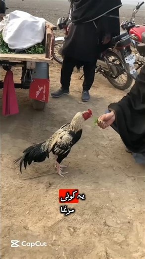 Rawalpindi murga mandi Main java murga pass and agaya #aseel #shorts #fight