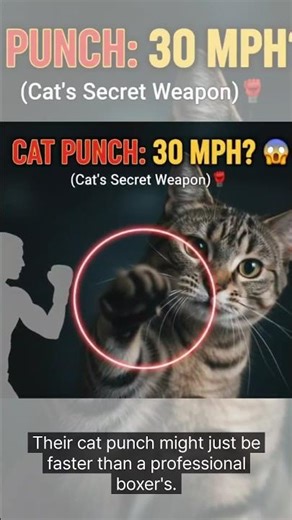​Cat Punch FASTER Than A Boxer?! 🥊 (Shocking Speed Revealed!)
