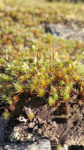 Alien Antenna in the Moss 👽 📡