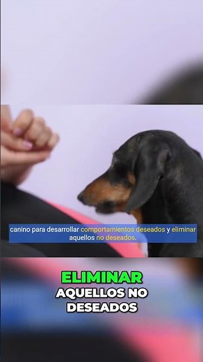 Entrenamiento Canino: El Poder del Condicionamiento Operante