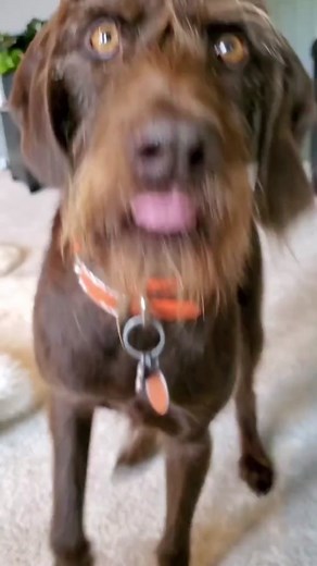 The video that started everyone's obsession with Tess and Stuntman Mike #tiktoktess #Pudelpointer #tesstok #stuntmanmike #yorkie #trolling #prank