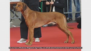 Dangerous Foods for Your Rhodesian Ridgeback: Keep Your Dog Safe!