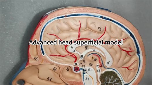 Medical Science Human Head Musculoskeletal Anatomy and Neurovascular Head Anatomy Teaching Model for the Elderly