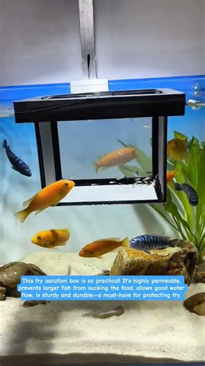 Mini Parrotfish Breeding #fishkeepingdiary #fishkeepinghobby #fishtank #aquascapelowtech